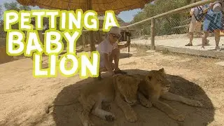 TUNISIA DAY 2: TOUCHED A REAL LION IN FRIGUIA PARK