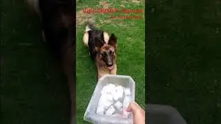 German Shepherd having Ice Cubes #Shorts