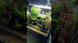 Who knew a splash of water and green could feel like this? #aquarium #aquascape #paludarium #nature