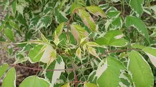 무늬네군도단풍(프라밍고단풍)[Acer negundo 'Flamingo']