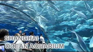 Shanghai Ocean Aquarium. One of Shanghai's Best Attraction