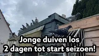 Jonge duiven vliegen | Nog 2 dagen tot start seizoen! | Postduiven |