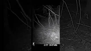 First-Ever Weasel on Cam! 🐾