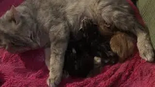Finally, Sadie has KITTENS!