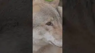 Blasting AC/DC & Scarlett Johansson: The New Way to Save Wildlife?