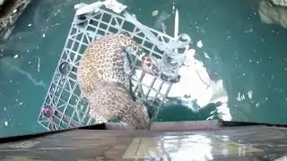 Wildlife SOS team rescue leopard trapped in 50 feet deep well in India
