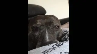 Crazy dog dreaming with eyes open, very funny