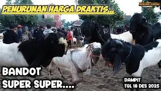 HARGA KAMBING TERBARU‼️HARGA TERUS MENURUN JANTAN SUPER² DAMPIT KAMIS TGL 18 DES 2025