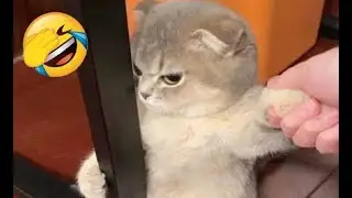 When Cats Talk Back to EVERYONE 😲😂 Funny Cats Video 2026