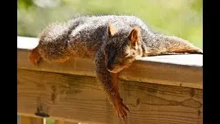 Adventurous Kids: Wild Creatures With Weird Sleeping Habits