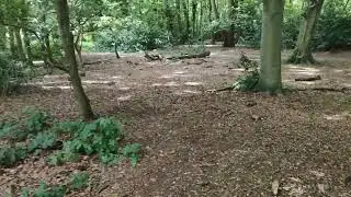 Hainault Forest, London. Breathtaking views. Nature walks.