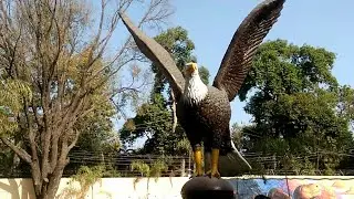 इंदौर का चिड़िया घर | Kamla Nehru Zoo Indore
