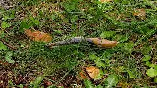 Sped Up Banana Slug Clips