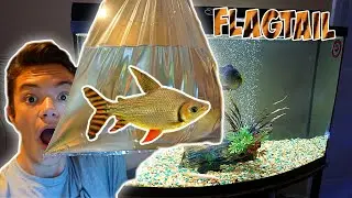 My NEW RARE *FLAGTAIL* Prochilodous
