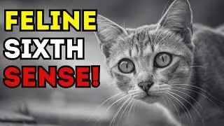💤 Why do cats ALWAYS wake up at the EXACT SAME time Secrets of the circadian rhythm!