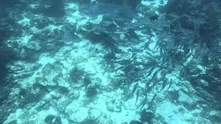 Baitball in Banda!