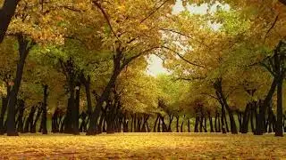 Jungle background video Animated Background, Copyright Free
