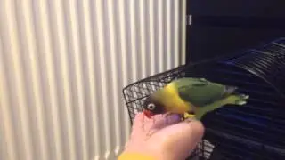 ترويض عصفور الصديق علي_ Tame bird friend Ali