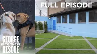 HEARTBREAKING FIRE and emotional transformation for a deserving animal shelter