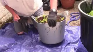 First Spud Reveal 2016