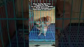 #pomeranian  Puppies for sale in India At Best Prices #dogbreed
