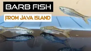 Barb Fish From Java Island (Rasbora argyrotaenia)