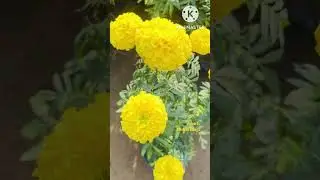 Yellow Marigold | Winter Flowers | Gardening Idea#youtubeshorts #reels #shortsfeed #marigoldflower