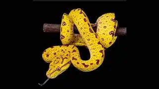 Bothrochilus biakensis or Biak white lipped python