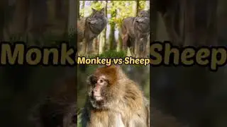 Monkey vs jackal monkey vs sheep #crazyanimals #shorts #ytshorts #emotional #video