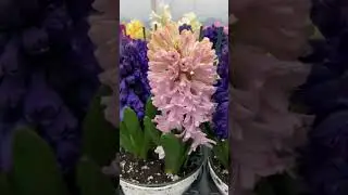 One of Easter flowers ❤️Hyacinths❤️#easter #flowers 😍
