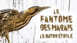 Le fantôme des marais enfin filmé : Le butor étoilé