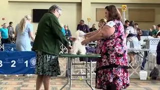 Mid-Kentucky Kennel Club Show in Lexington, KY 9/4/23