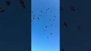 AMAZING Pigeon Training #shorts