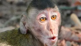Poor Baby Monkey Crying And Calling Mom Come But Mom She Tired to Come