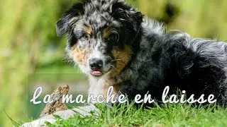 La marche en laisse | Cheryl Baker