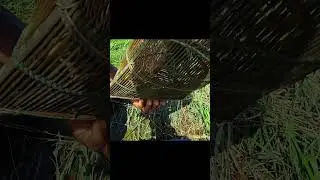Bamboo box Trap in Shrimp Fishing #shorts