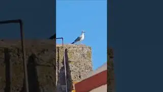 Yellow Footed Gull chilling on a Tower
