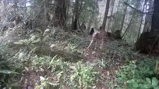 GradePro Trail Camera - Spike walking up to water hole.