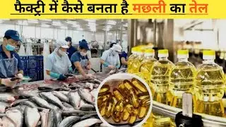 How is fish oil made in a factory? | How is fish oil made in a factory? | The Fact Zone | fish oil