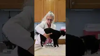 How to Check Your Cat's Bladder