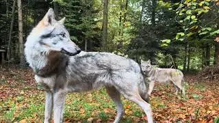 Wolves in their world &ndash; they understand without words .Волки понимают друг друга без слов #wolves 