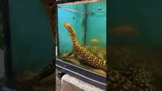 Swimming Lizard!🌊🦎#quincemonitor #lizard #reptiles #animals #pets #swim #wildlife #water #fyp