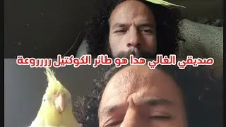 طائر الكوكتيل صديقي الوفي رائع جدا رررررروعة #اكسبلور #دويتو #دويتو #youtubeshorts #duet  