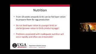 Backyard Poultry Part 4: Laying Hen Management and Behaviors
