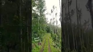 Safari through coffee plantation - Yercaud diaries