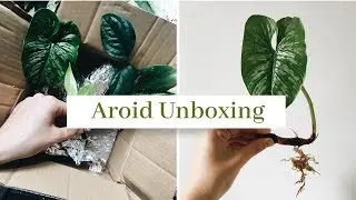 plant unboxing // aroids