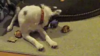 Puppy vs. Bug