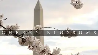 Cherry Blossoms in Washington, DC (and a Marriage Proposal) (4k)