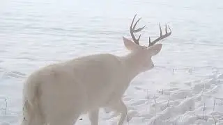 Wisconsin Wildlife in Winter Trail Cameras (No Sound)