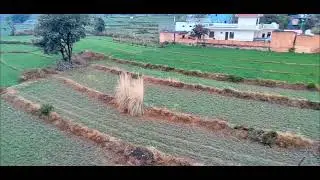 बारिश से खेतों में रौनक लौट आई।#mallah #farming #rain #farmlife 